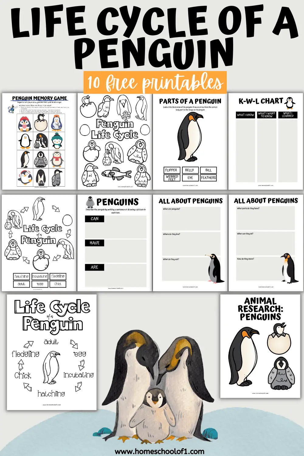 Free life cycle of a penguin worksheets