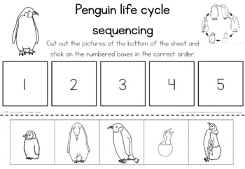 Penguin life cycle sequencing activity worksheet by little blue orange