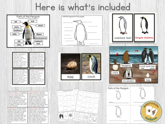 Penguin life cycle anatomy species characteristics