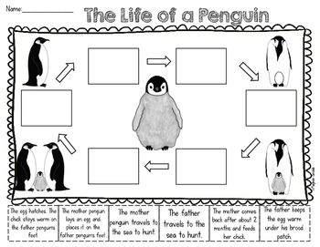 Penguins unit penguin life cycle penguins learning websites for kids