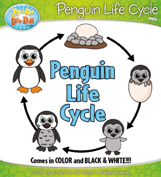 Penguin life cycle clipart zip