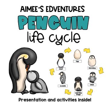 Penguin life cycle fun science activities â aimeesedventuresllc