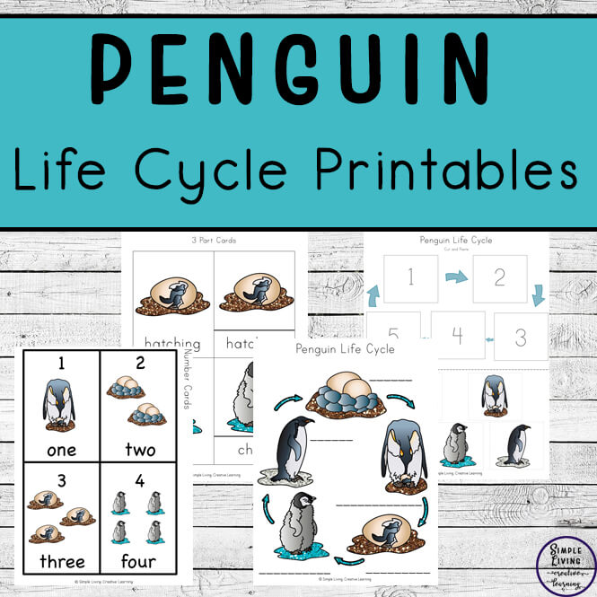 Penguin life cycle printable pack
