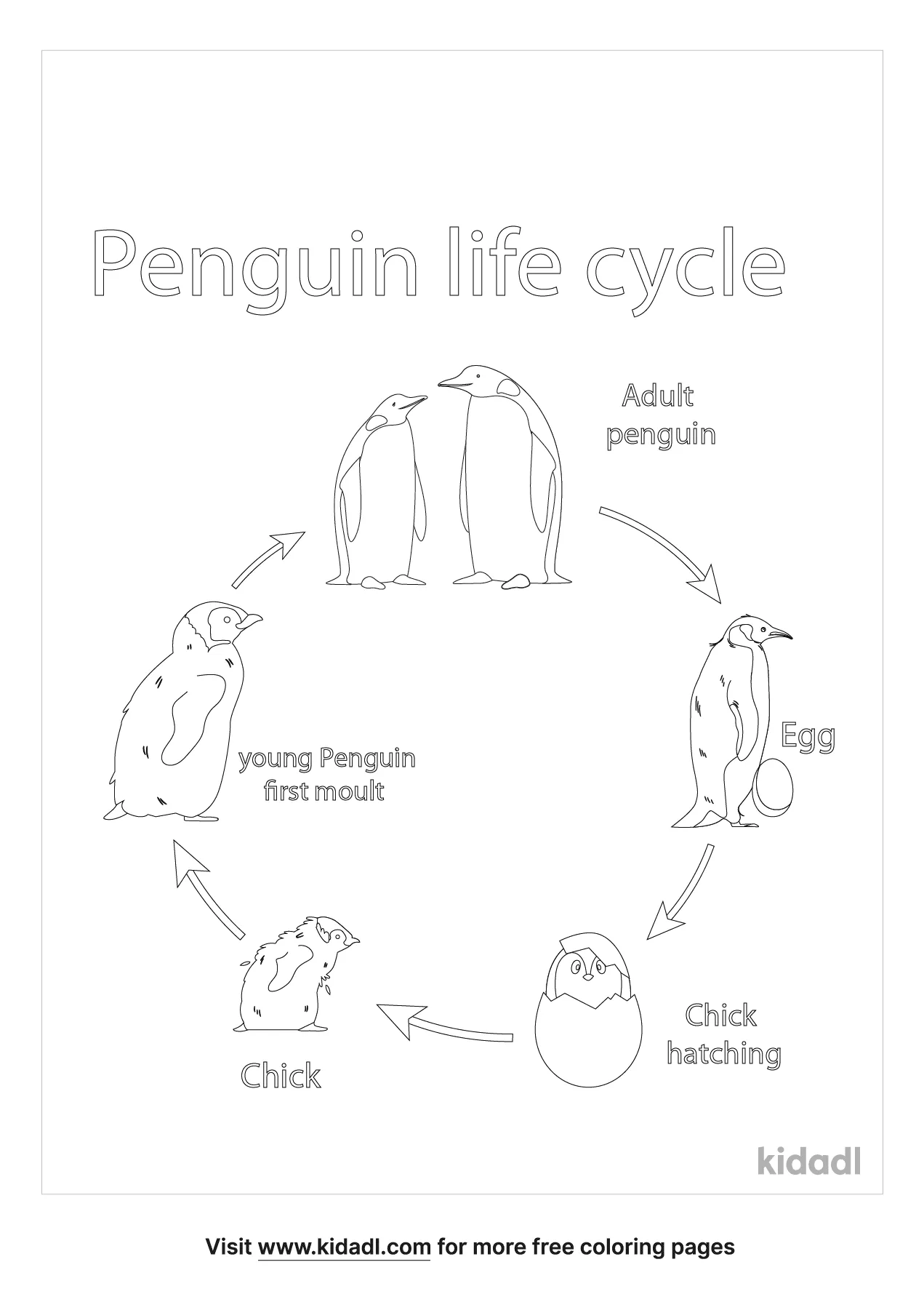Free penguin life cycle coloring page coloring page printables