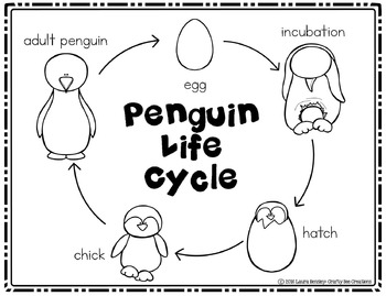 Penguin life cycle craft winter activities life cycle of a penguin activity