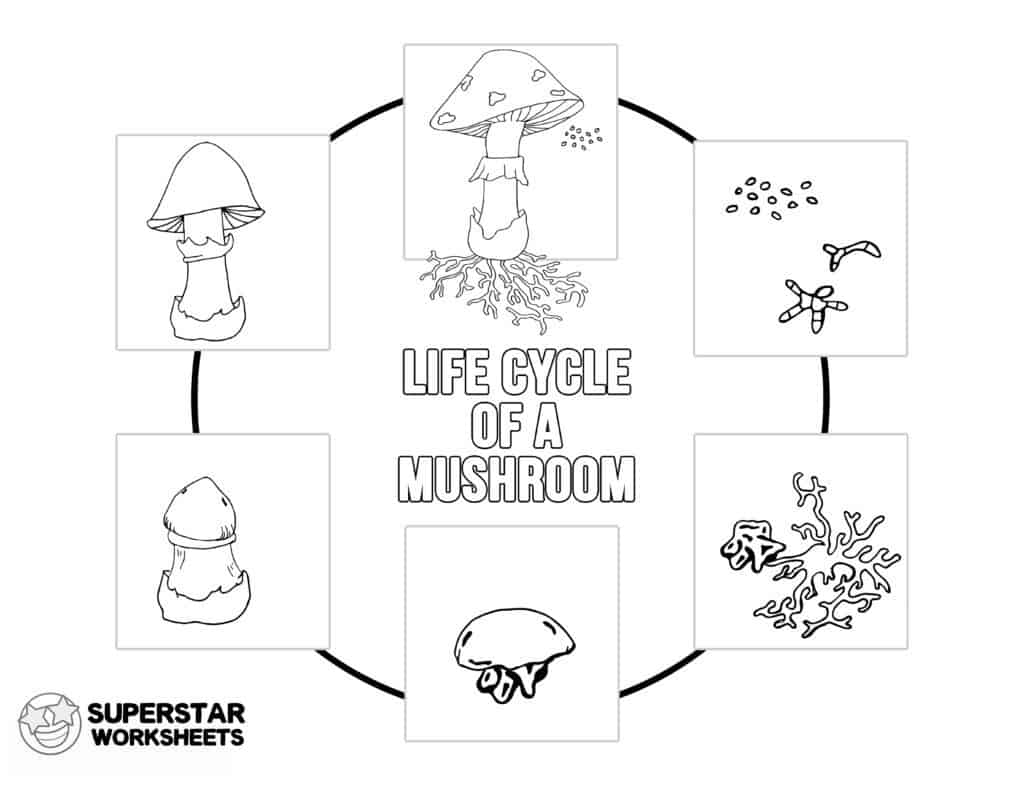 Mushroom life cycle worksheets