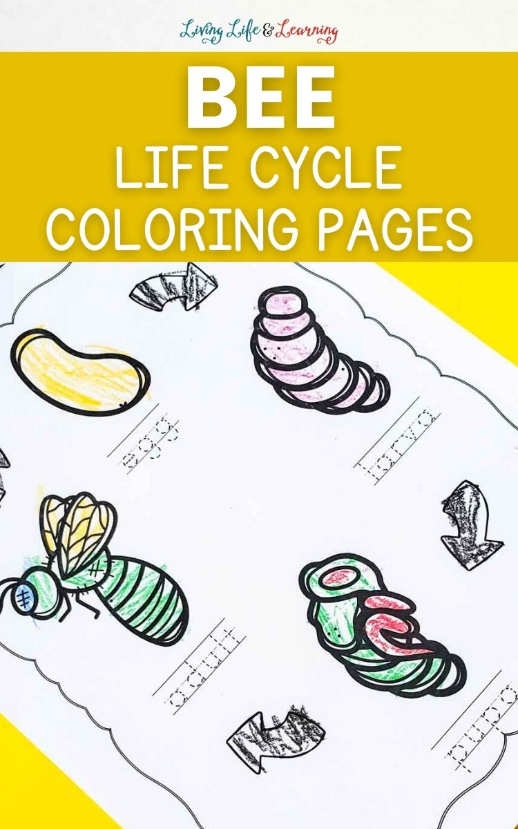 Bee life cycle coloring pages