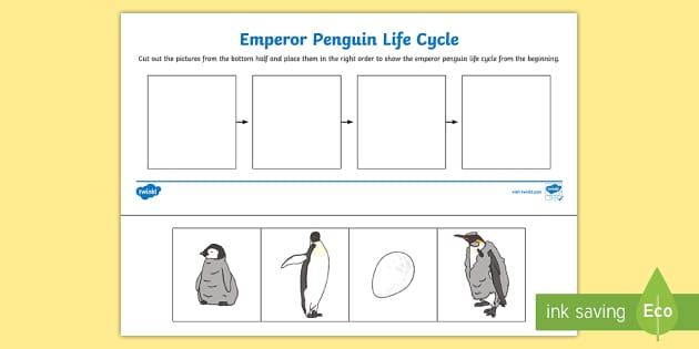 Emperor penguin life cycle worksheet teacher