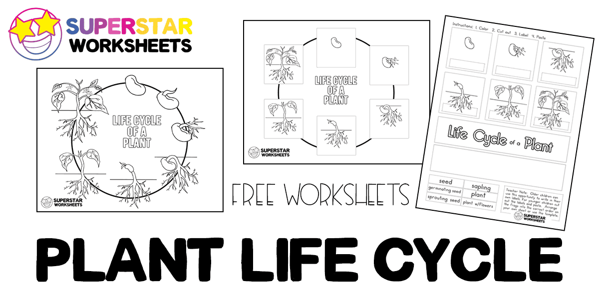 Plant life cycle worksheets