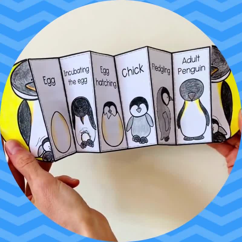 Life cycle of a penguin foldable kids craft activity a and x inch digital download science cut and paste