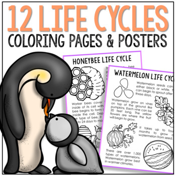 Penguin life cycle poster science bulletin board arctic animals worksheet