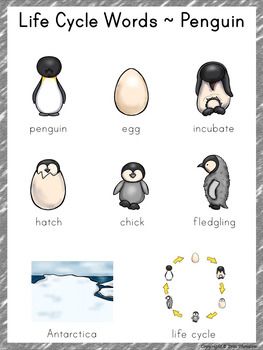 Writing center word list life cycle words penguin penguins life cycles winter activities preschool