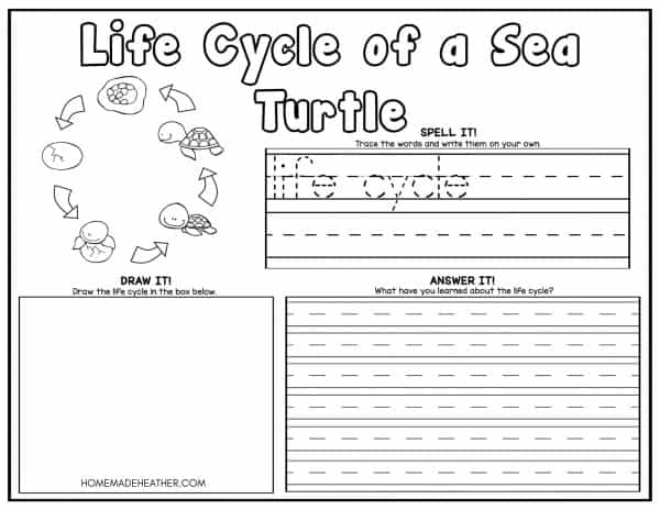 Turtle life cycle coloring pages homemade heather