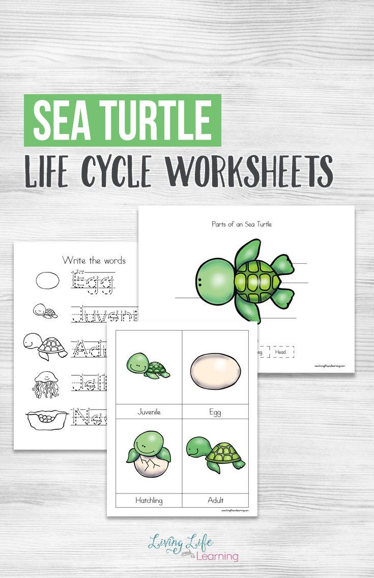 Sea turtle life cycle worksheets for kids