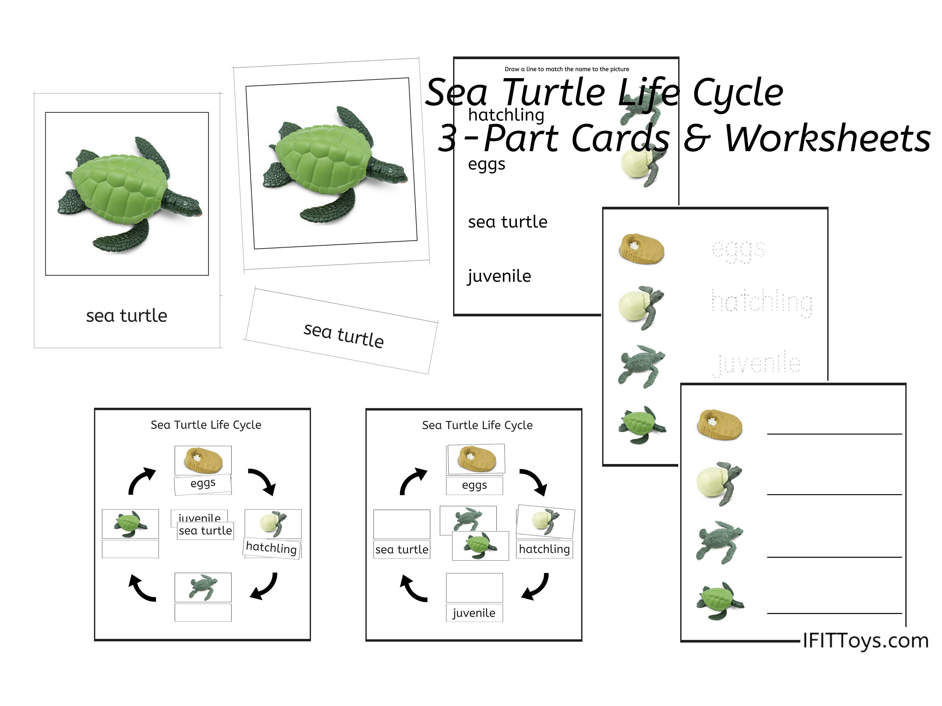 Sea turtle life cycle