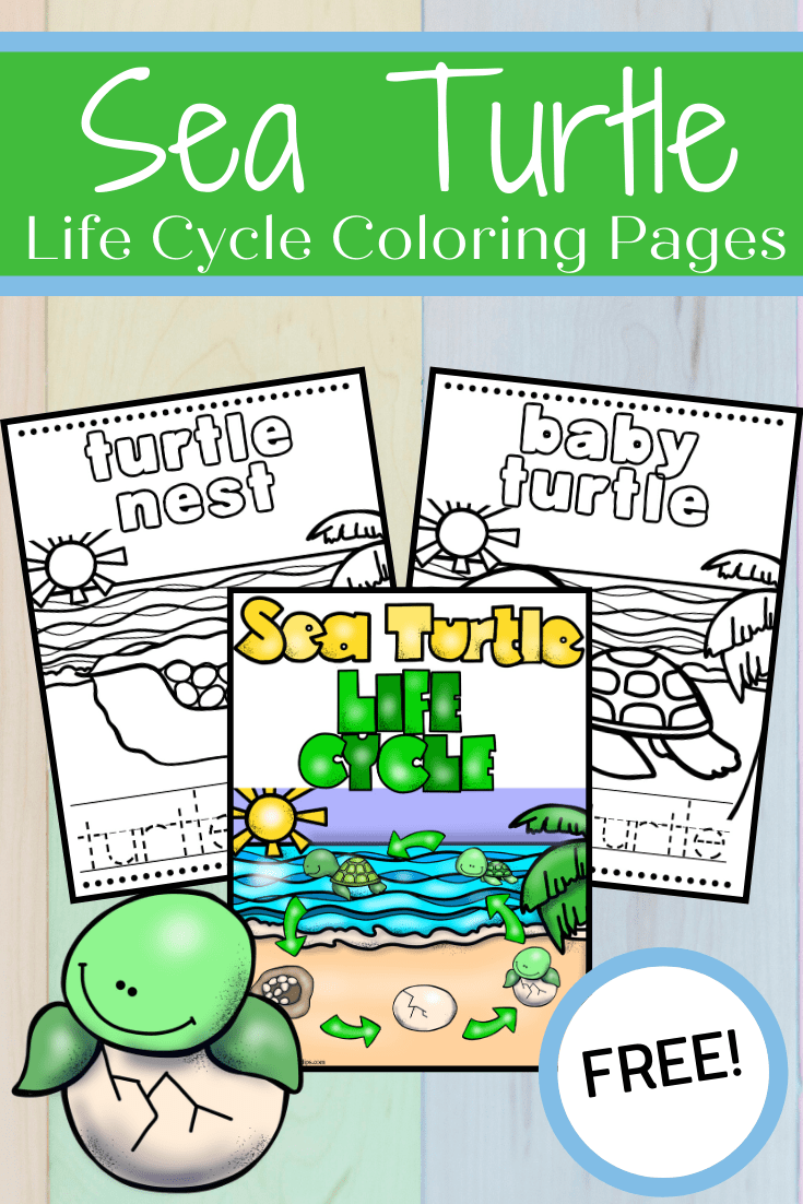 Free printable label the sea turtle worksheet for kids