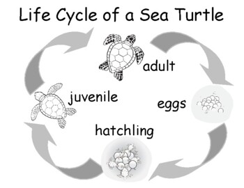 Life cycle of a sea turtle versions bwcolor tracing wordswords