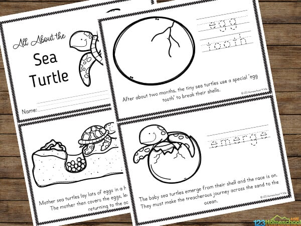 Ð free life cycle of a sea turtle for kids printable reader