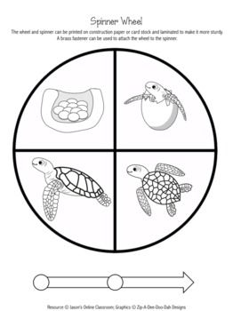 St grade math graphing sea turtle themed activity math center st grade turtle life cycle sea turtle life cycle turtle life