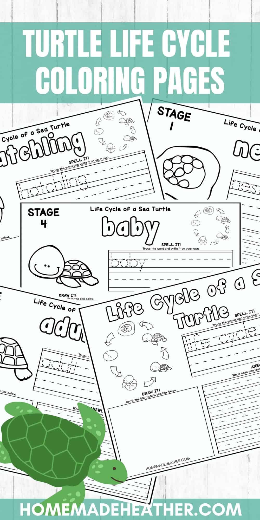 Turtle life cycle coloring pages homemade heather