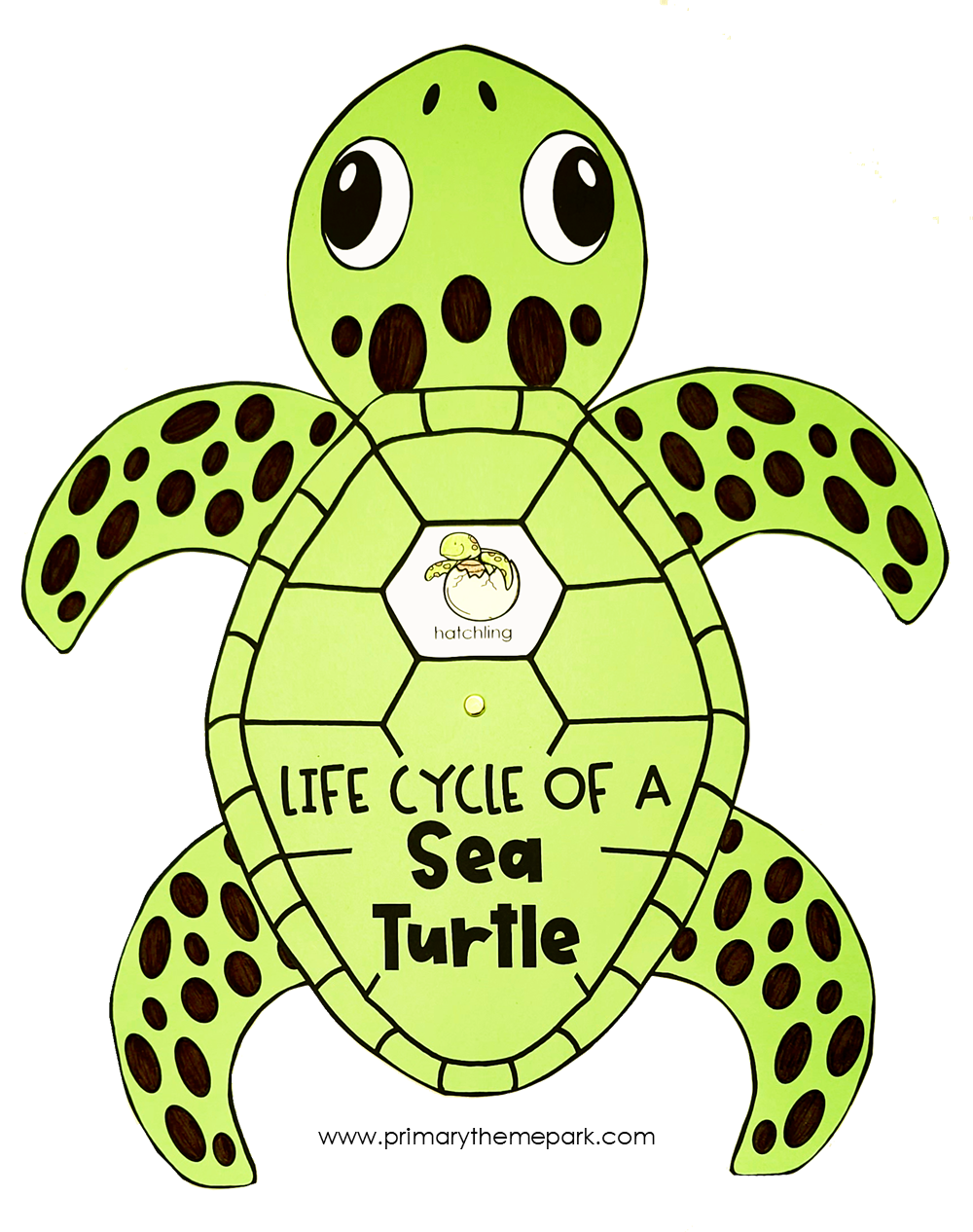 Sea turtle life cycle activities