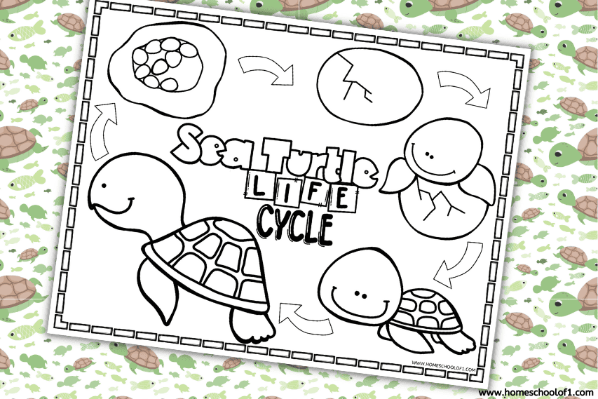 Free sea turtle life cycle coloring page