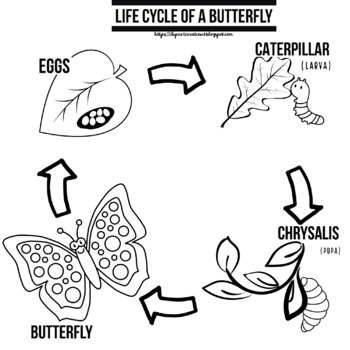 Life cycle of a butterfly coloring clipart by clipart creationz tpt