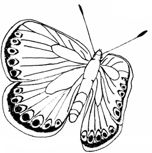 Free butterfly coloring pages printable butterfly coloring page