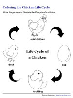 Life cycle of a chicken worksheets