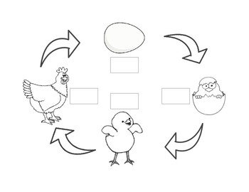 Chicken coloring page tpt