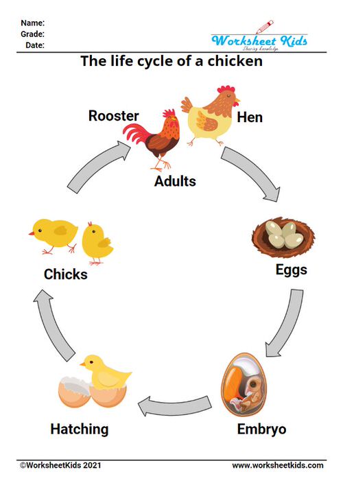 Life cycle of a chicken for kids worksheet