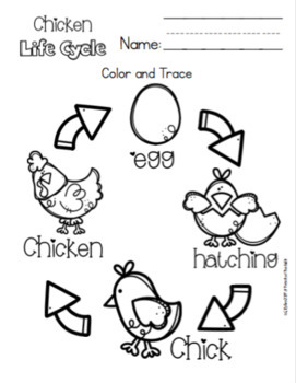 Chicken life cycle for toddlers by preschool printable tpt