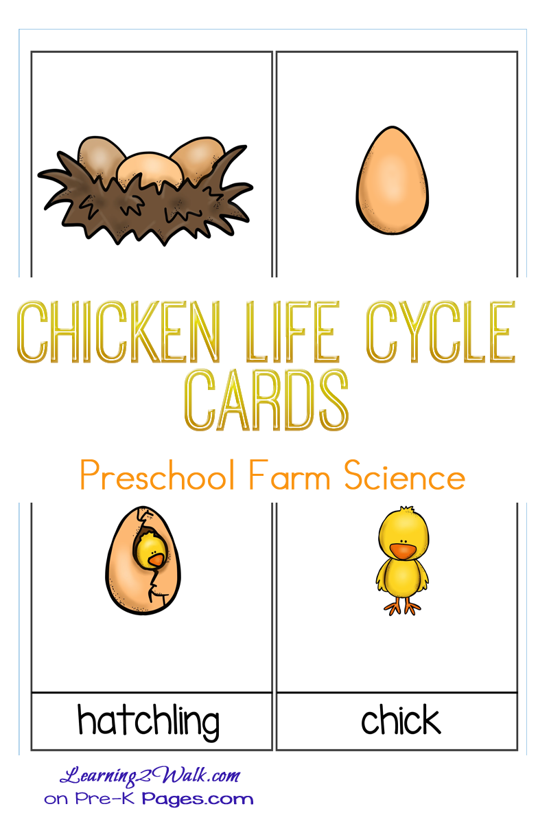 Life cycle of a chicken for kids lesson plan