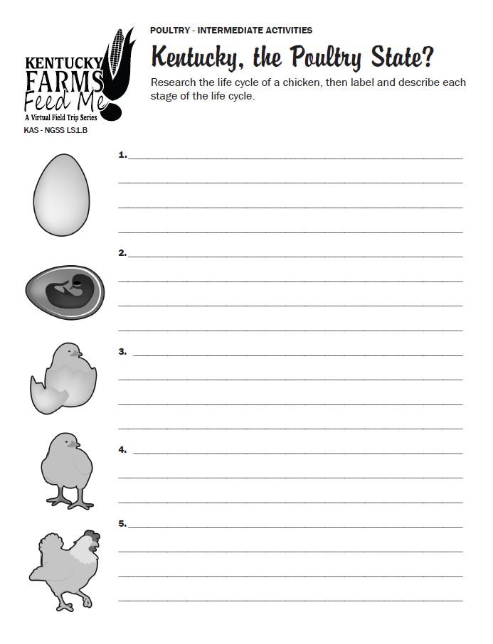 Life cycle of a chicken worksheets â