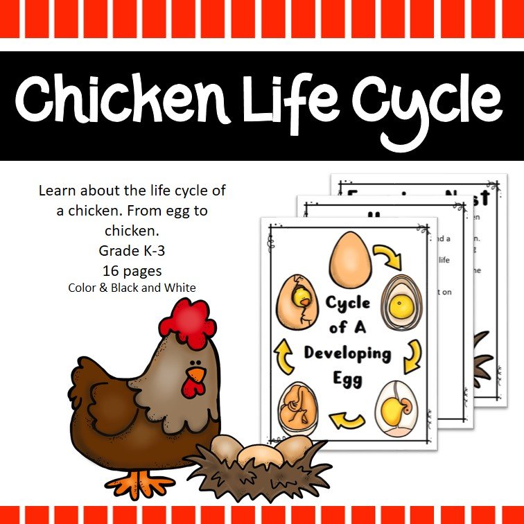 Chicken life cycle