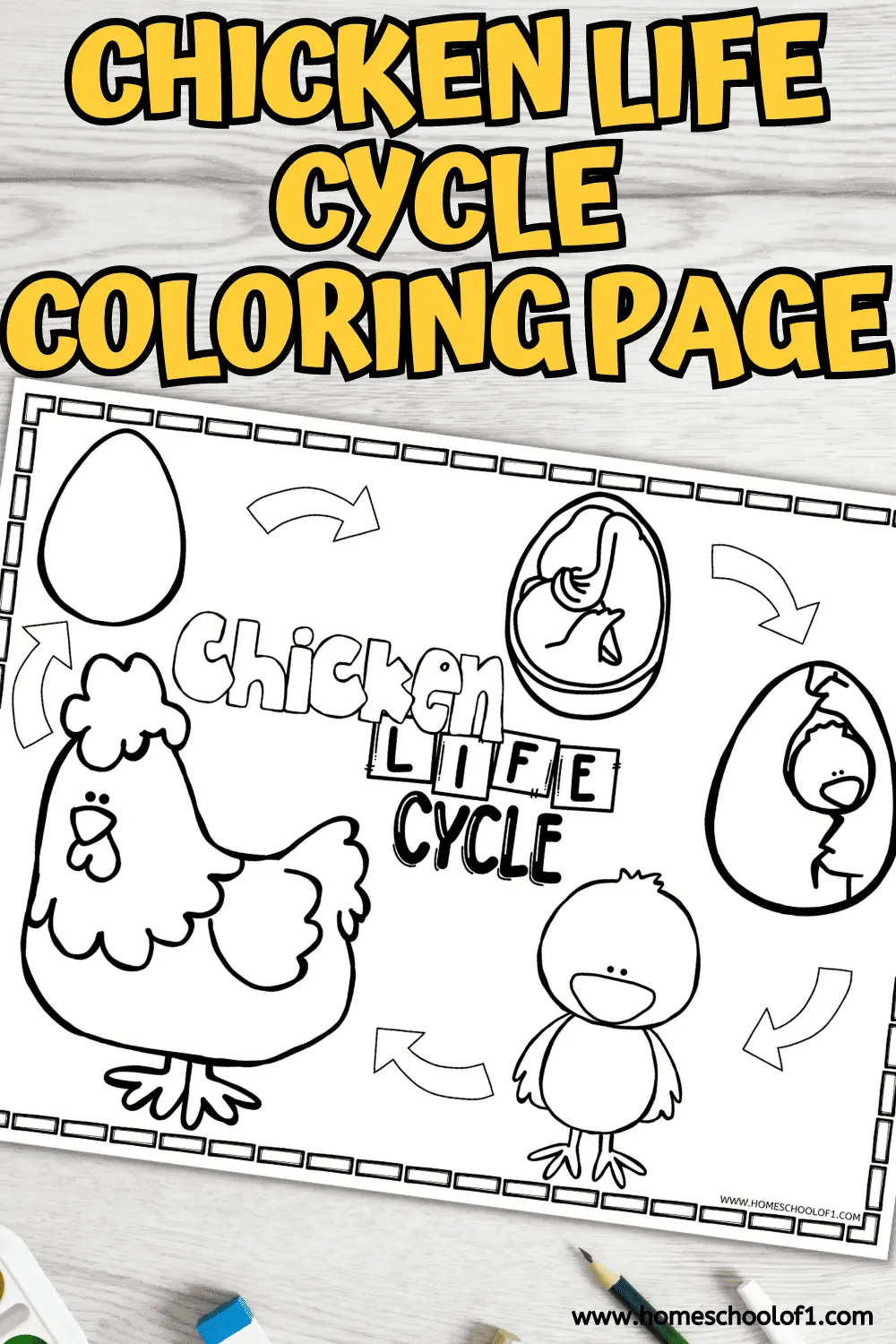 Free chicken life cycle coloring page