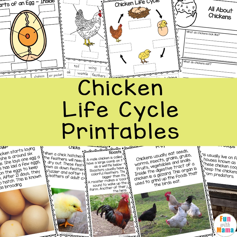 Chicken life cycle