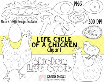 Life cycle clip art chicken life cycle clip art egg clipart chick hatching clipart nest clipart chicken growing clipart