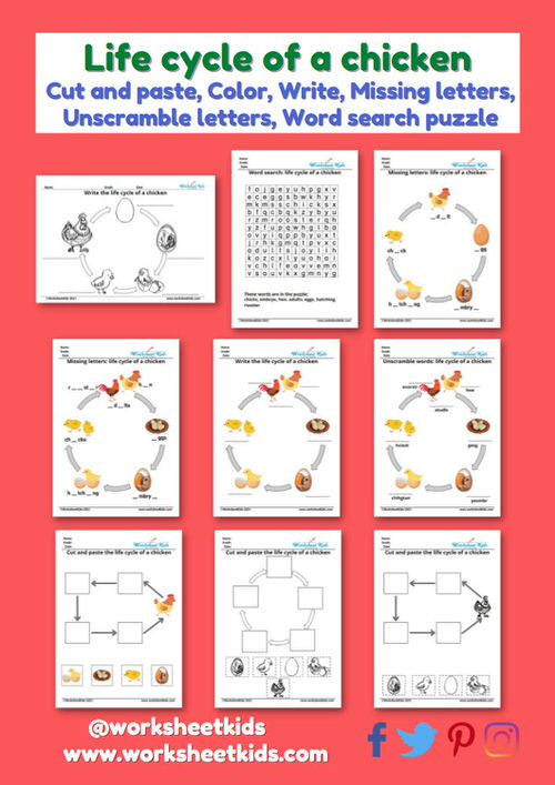 Life cycle of a chicken for kids worksheet