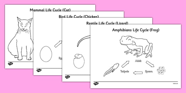 Animal life cycles colouring sheets teacher made