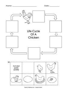 Chicken worksheets