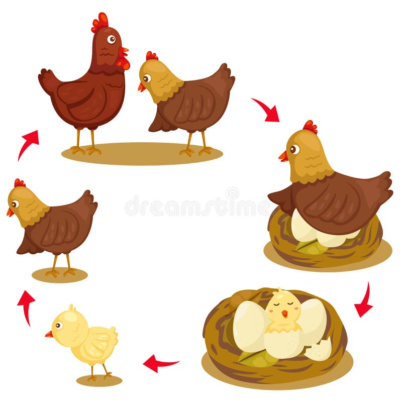 Chicken life cycle stock illustrations â chicken life cycle stock illustrations vectors clipart