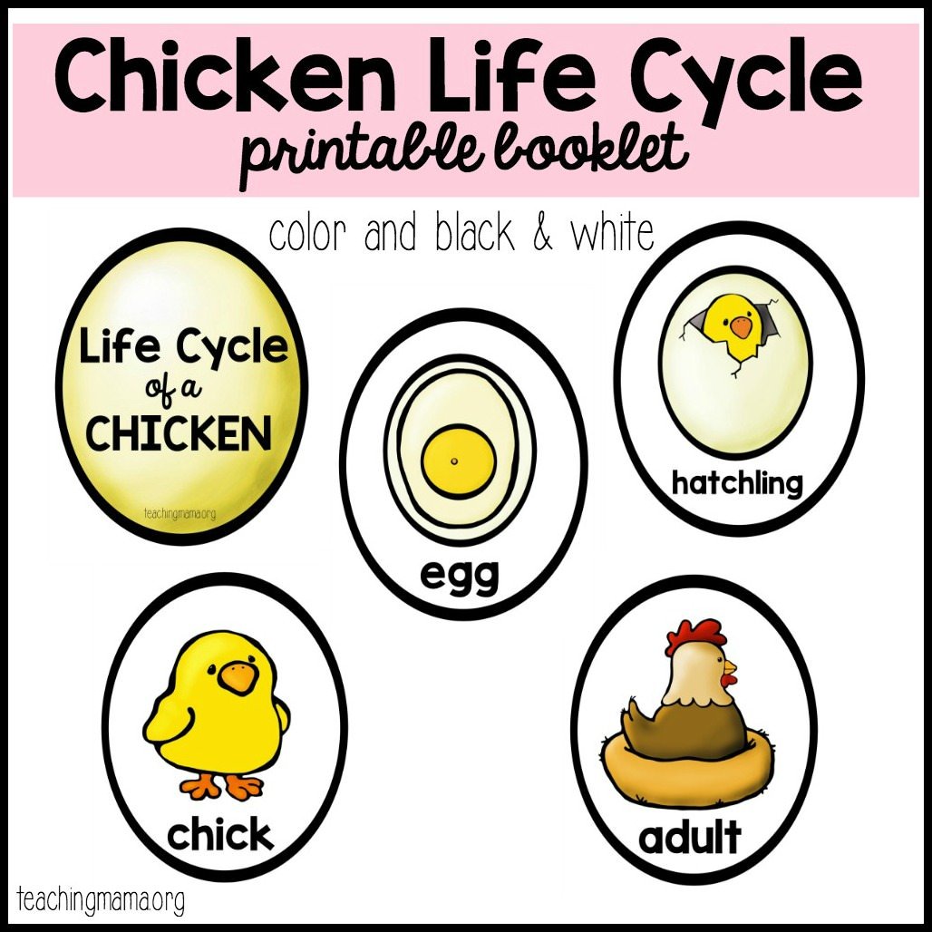 Chicken life cycle printable