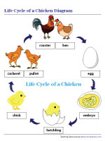 Life cycle of a chicken worksheets