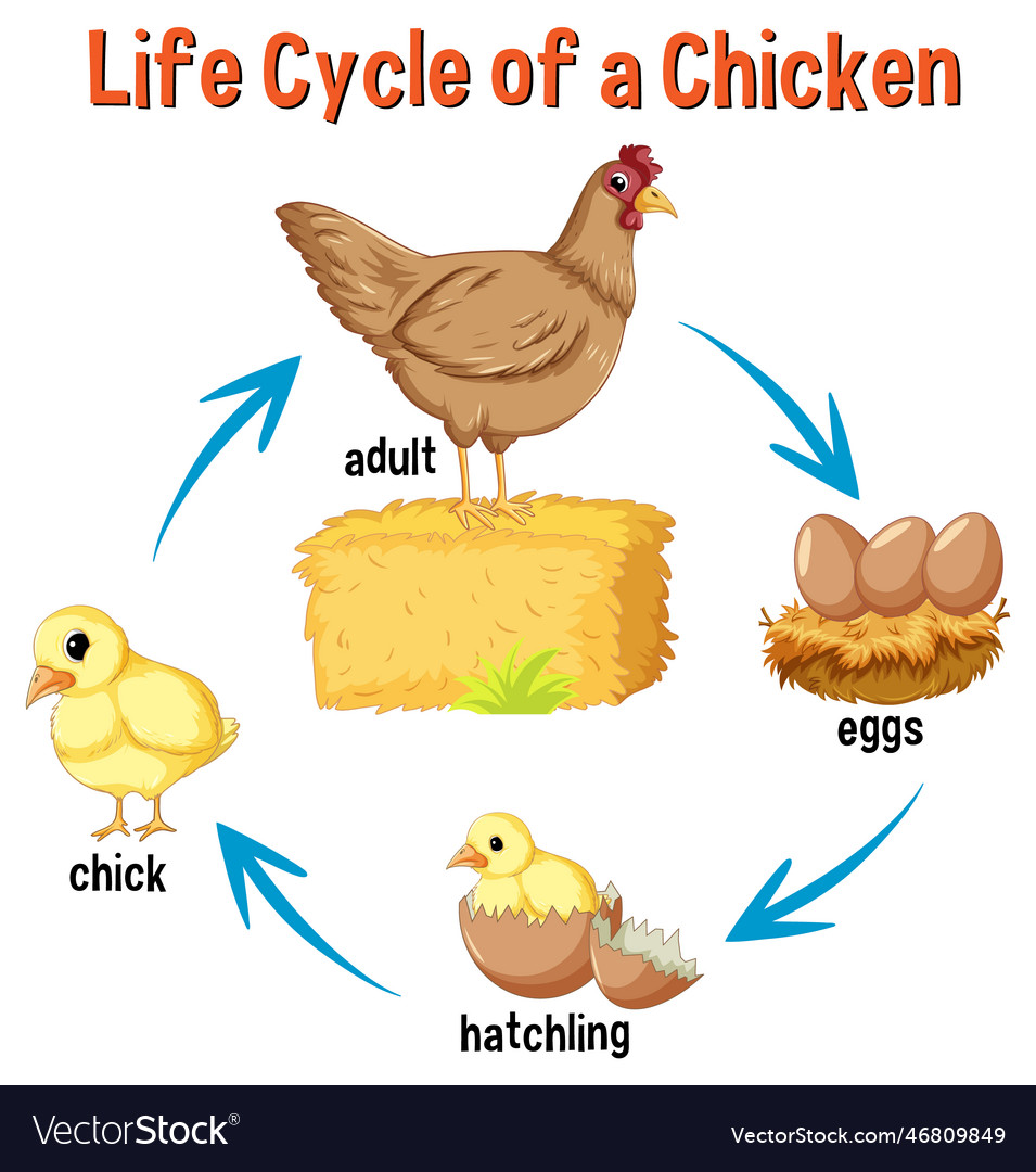 Life cycle of a chicken royalty free vector image