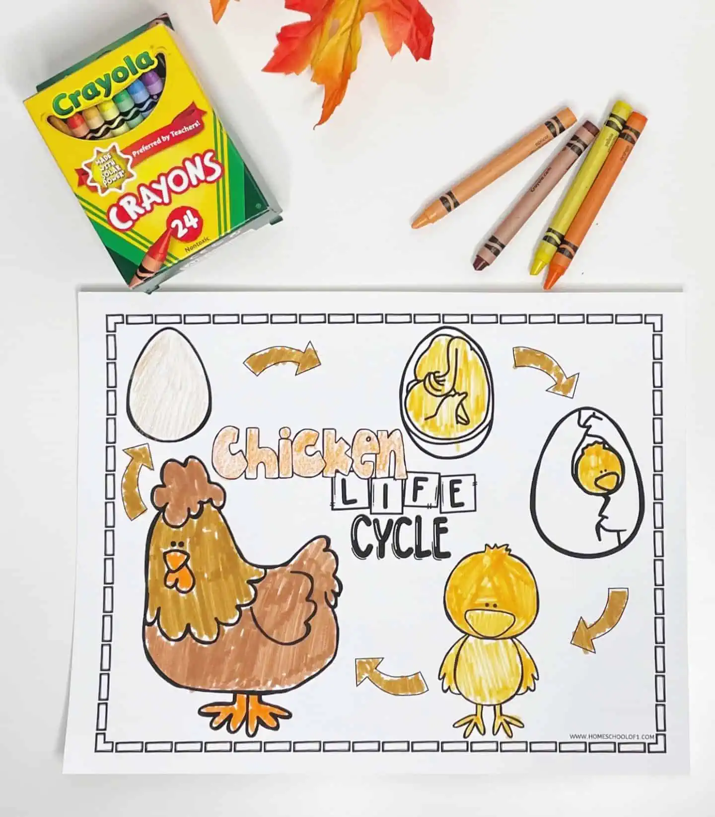 Free chicken life cycle coloring page