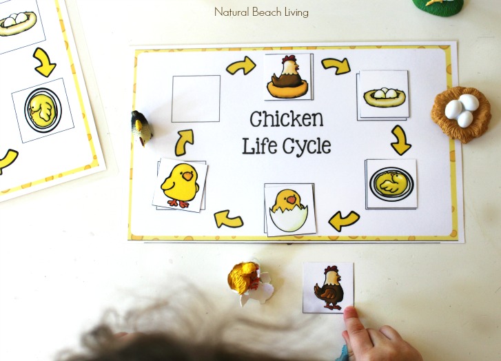 Chicken life cycle free printables