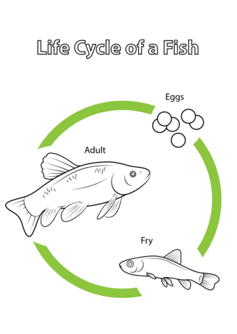 Life cycle of a fish coloring page free printable coloring pages