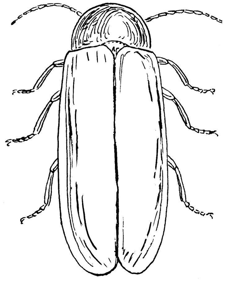 Lightning bug coloring pages bug coloring pages coloring pages color