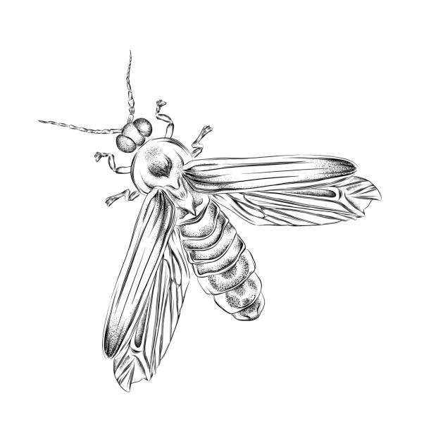 Lightning bug clipart stock illustrations royalty